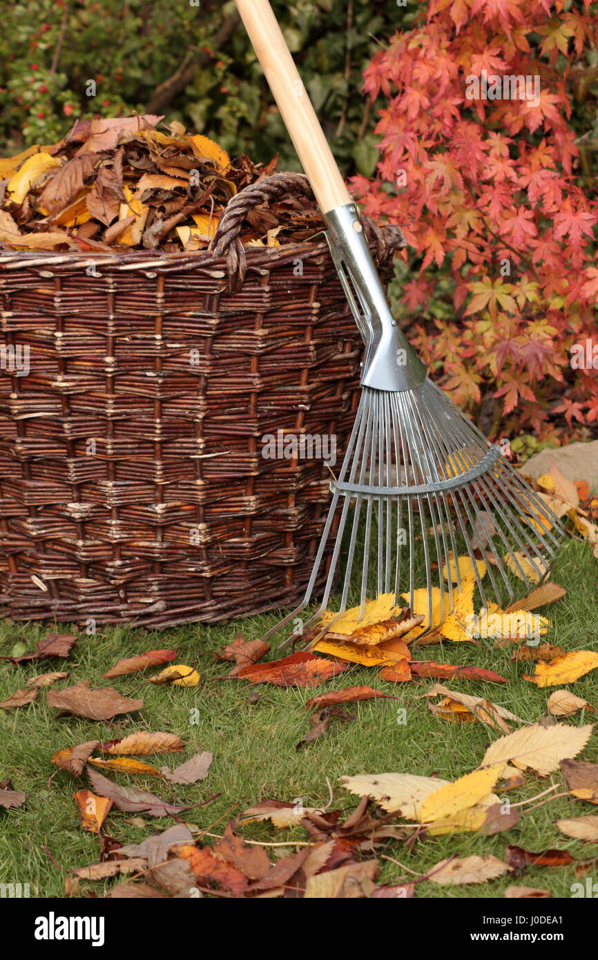 Fallen leaves cleared from a garden lawn into a woven basket on a bright autumn day, UK Stock Photo