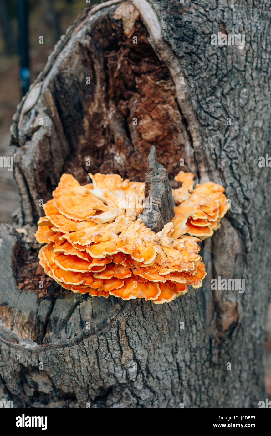 Chicken of the woods fungi laetiporus sulphureus growing on oak tree hi