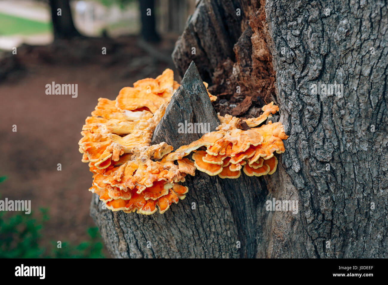 Chicken of the woods fungi laetiporus sulphureus growing on oak tree hi