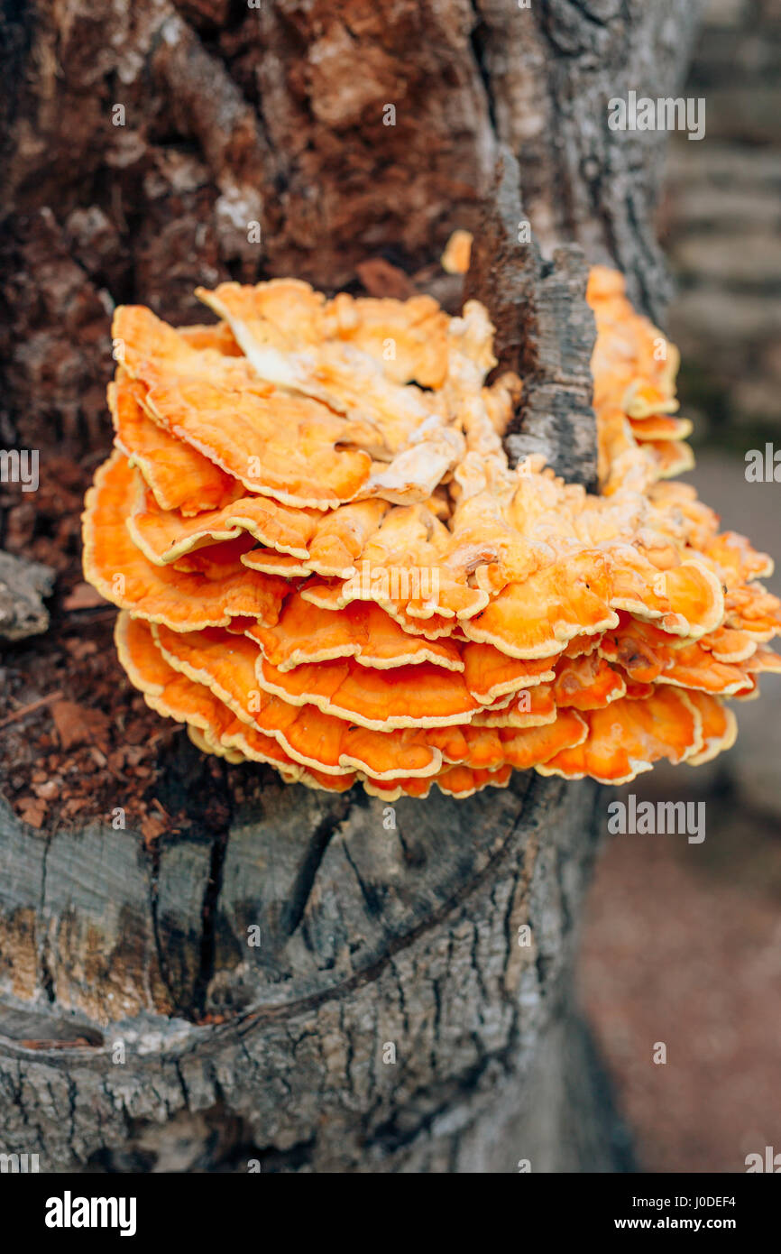 Chicken of the woods fungi laetiporus sulphureus growing on oak tree hi