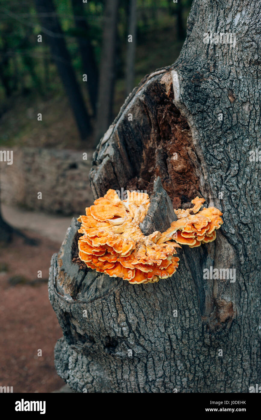 Chicken of the woods fungi laetiporus sulphureus growing on oak tree hi
