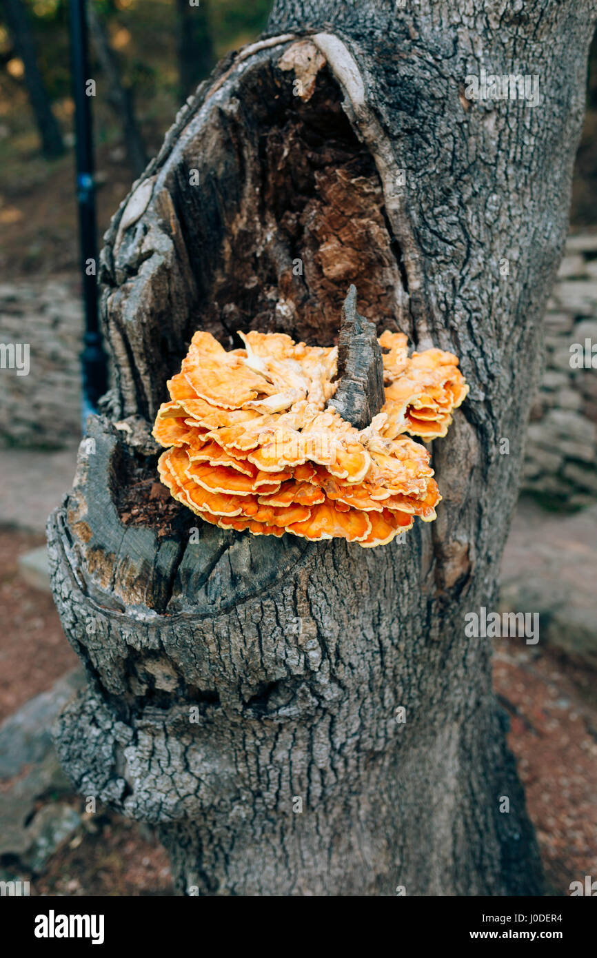 Chicken of the woods fungi laetiporus sulphureus growing on oak tree hi