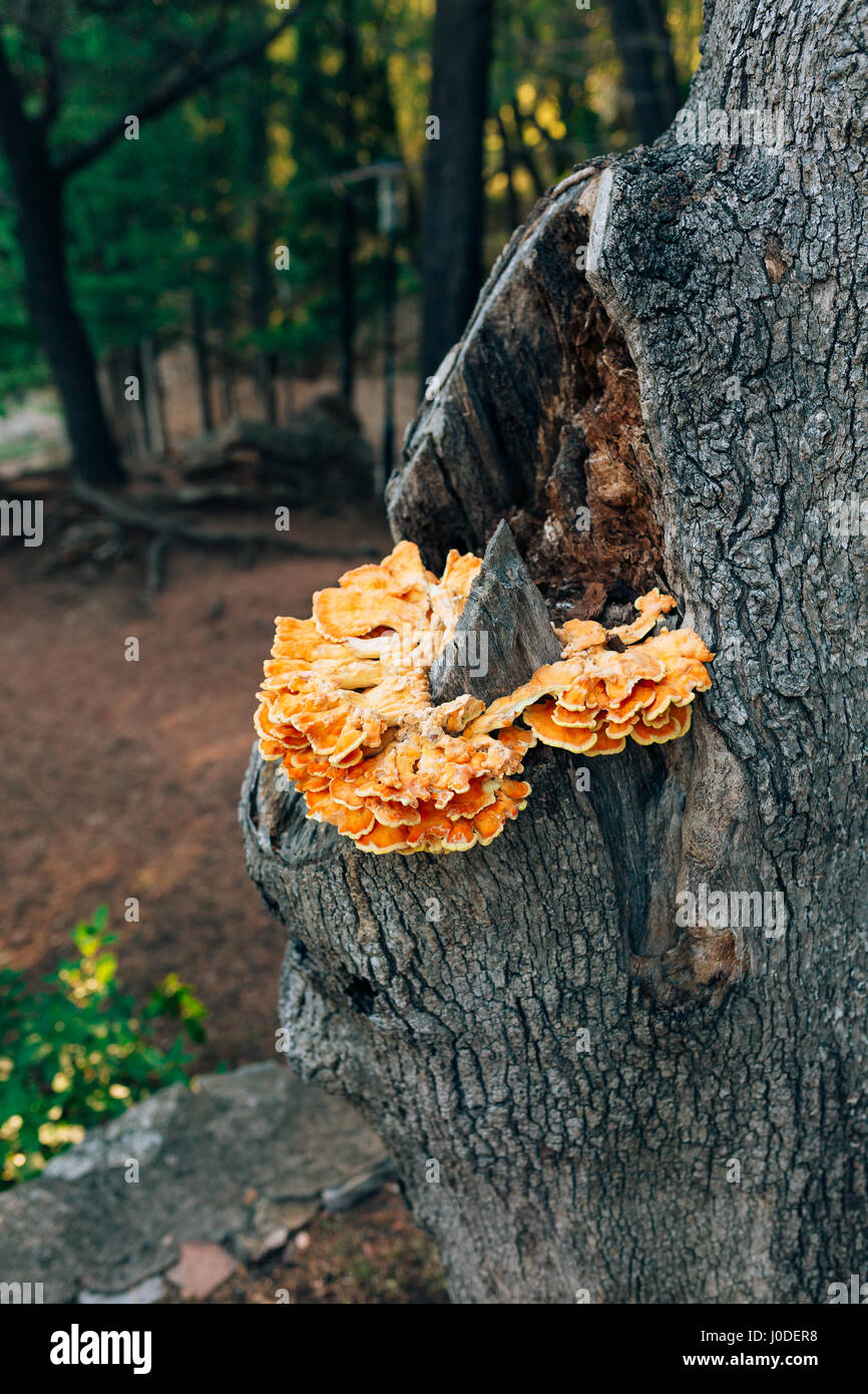 Chicken of the woods fungi laetiporus sulphureus growing on oak tree hi