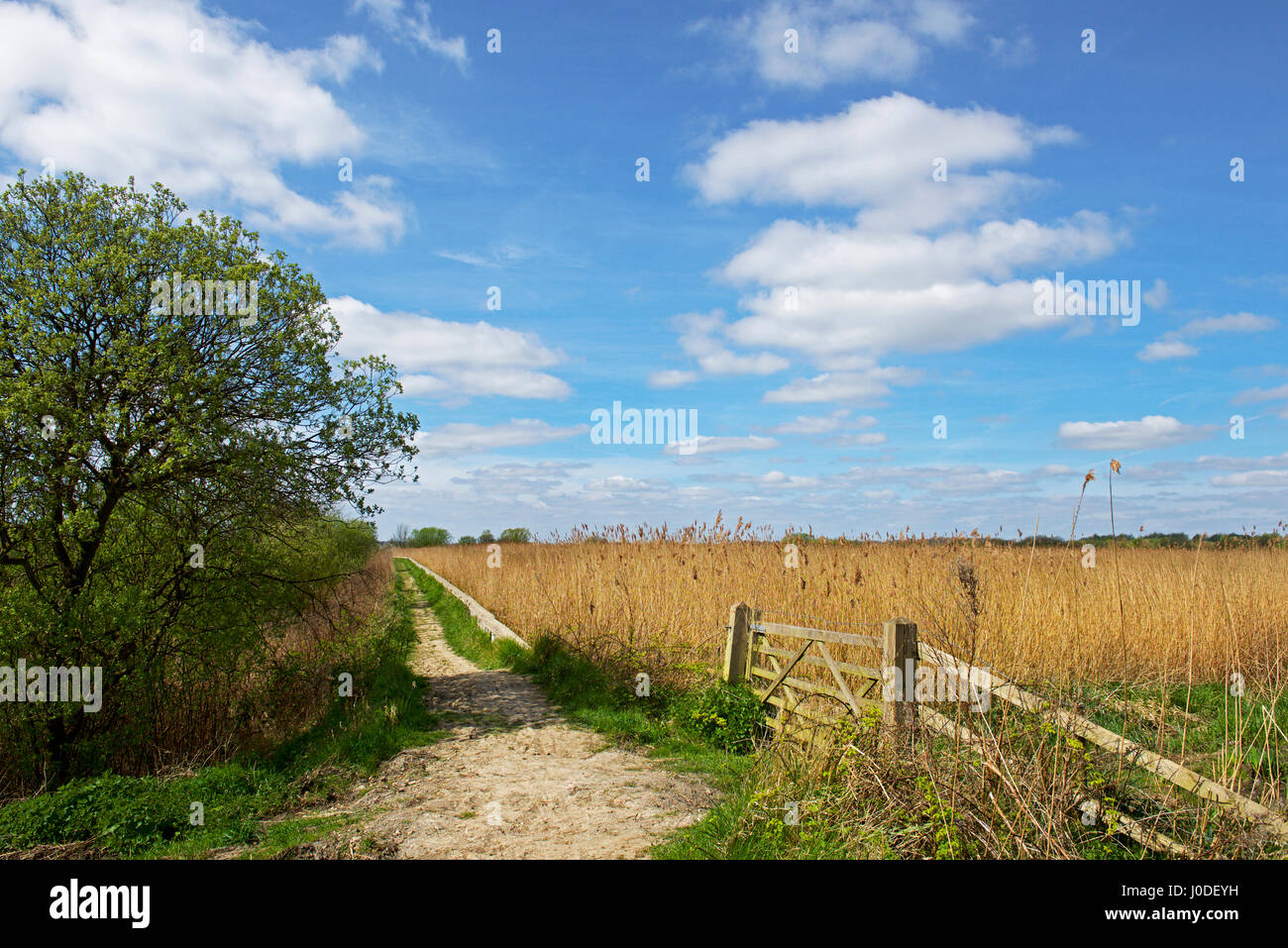 Carlton Marshes, a Suffolk Wildllife Trust nature reserve, near Oulton Broad, Suffolk, England UK Stock Photo