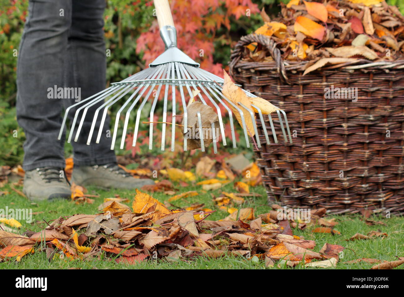 A female gardener rakes up fallen cherry tree leaves (prunus) into a woven basket from a garden lawn as part of autumn lawn maintenance tasks -October Stock Photo