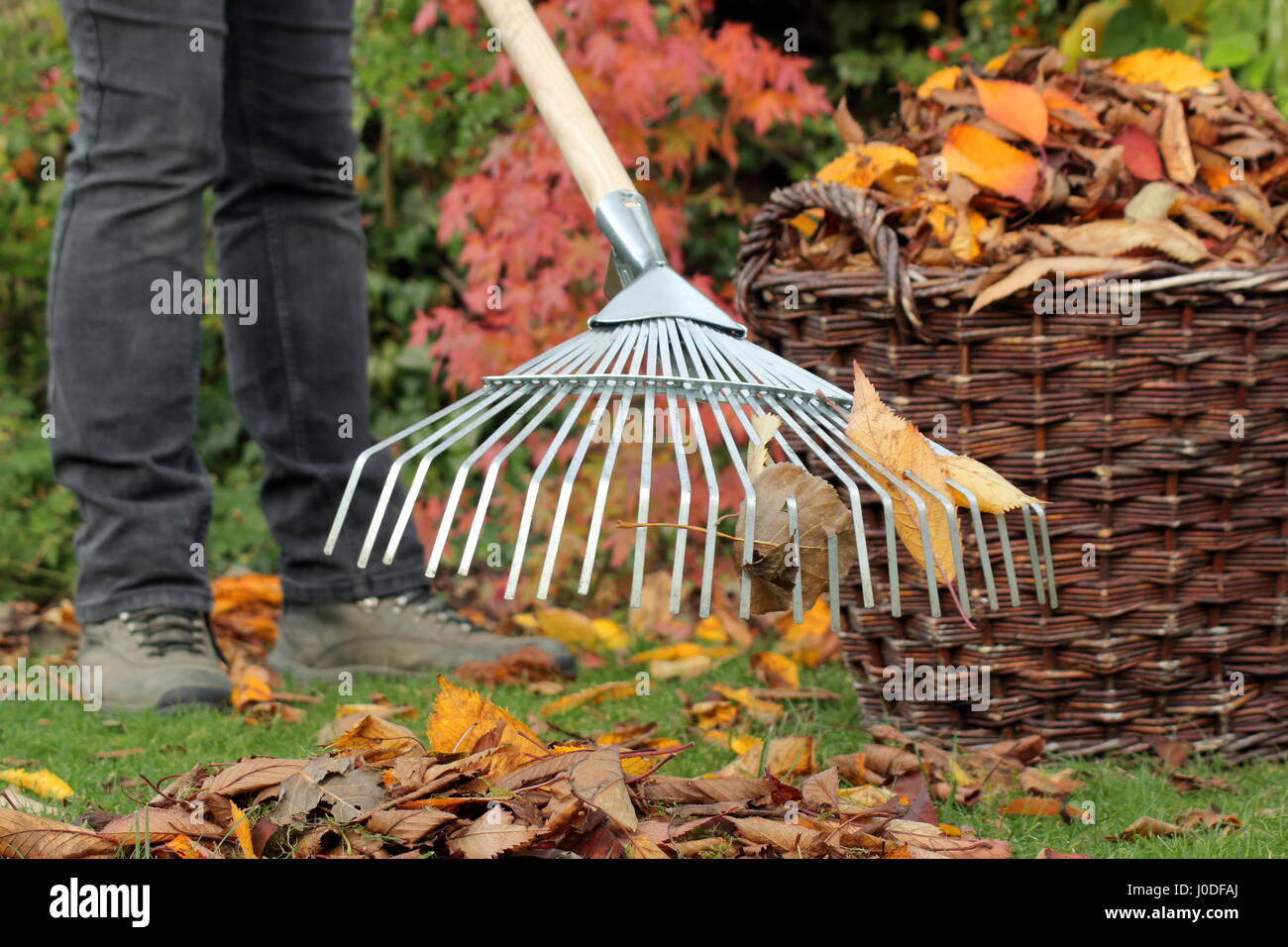 A female gardener rakes up fallen cherry tree leaves (prunus) into a woven basket from a garden lawn as part of autumn lawn maintenance tasks -October Stock Photo