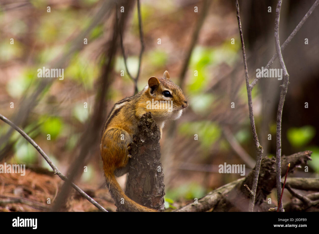 Small Chipmunk perched on stump in a forest setting. Stock Photo