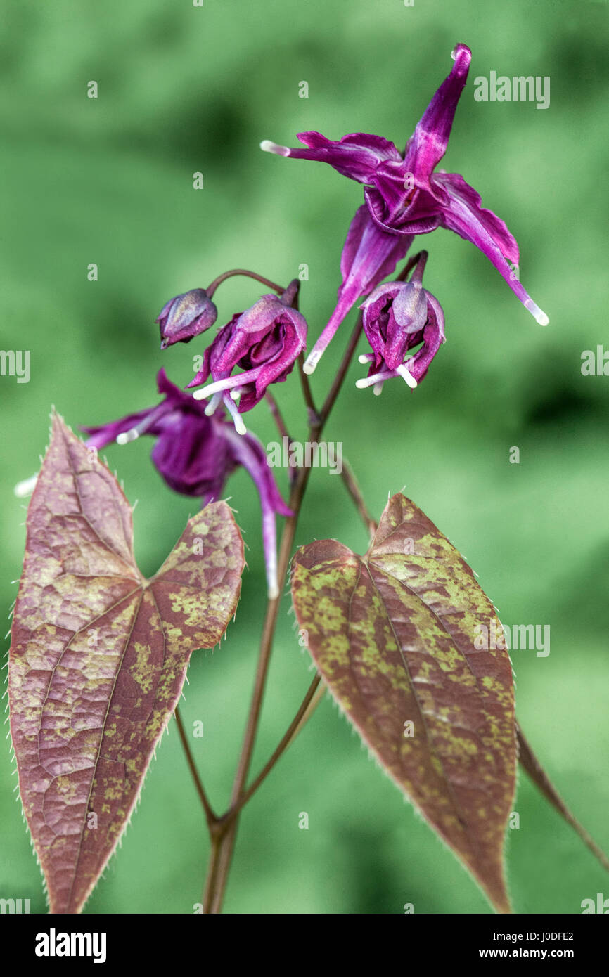 Large flowered barrenwort leaves Epimedium Lilafee Stock Photo