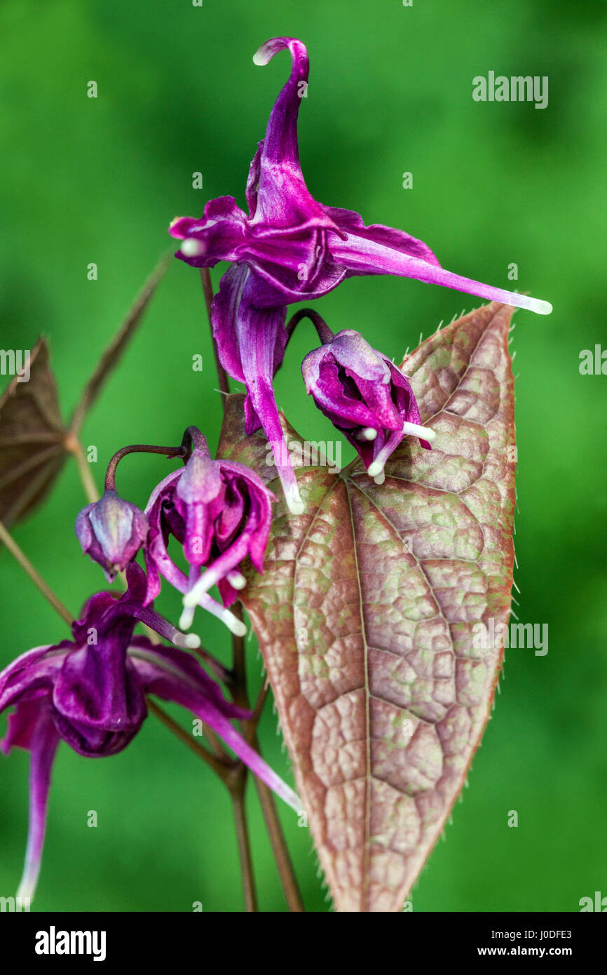 Epimedium grandiflorum Lilafee flower close up Stock Photo