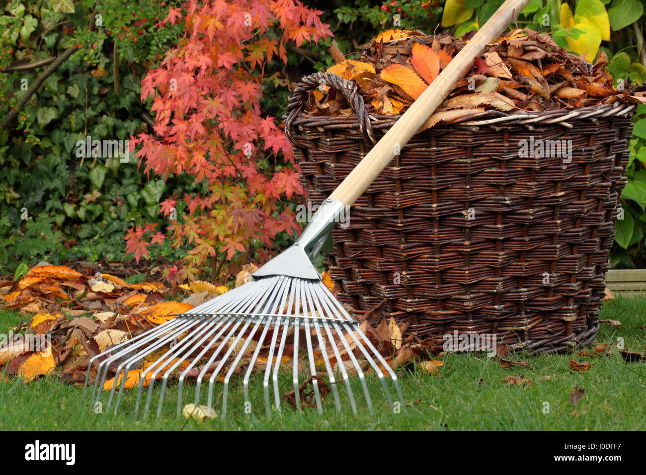 Fallen leaves cleared from a garden lawn into a woven basket on a bright autumn day, UK Stock Photo