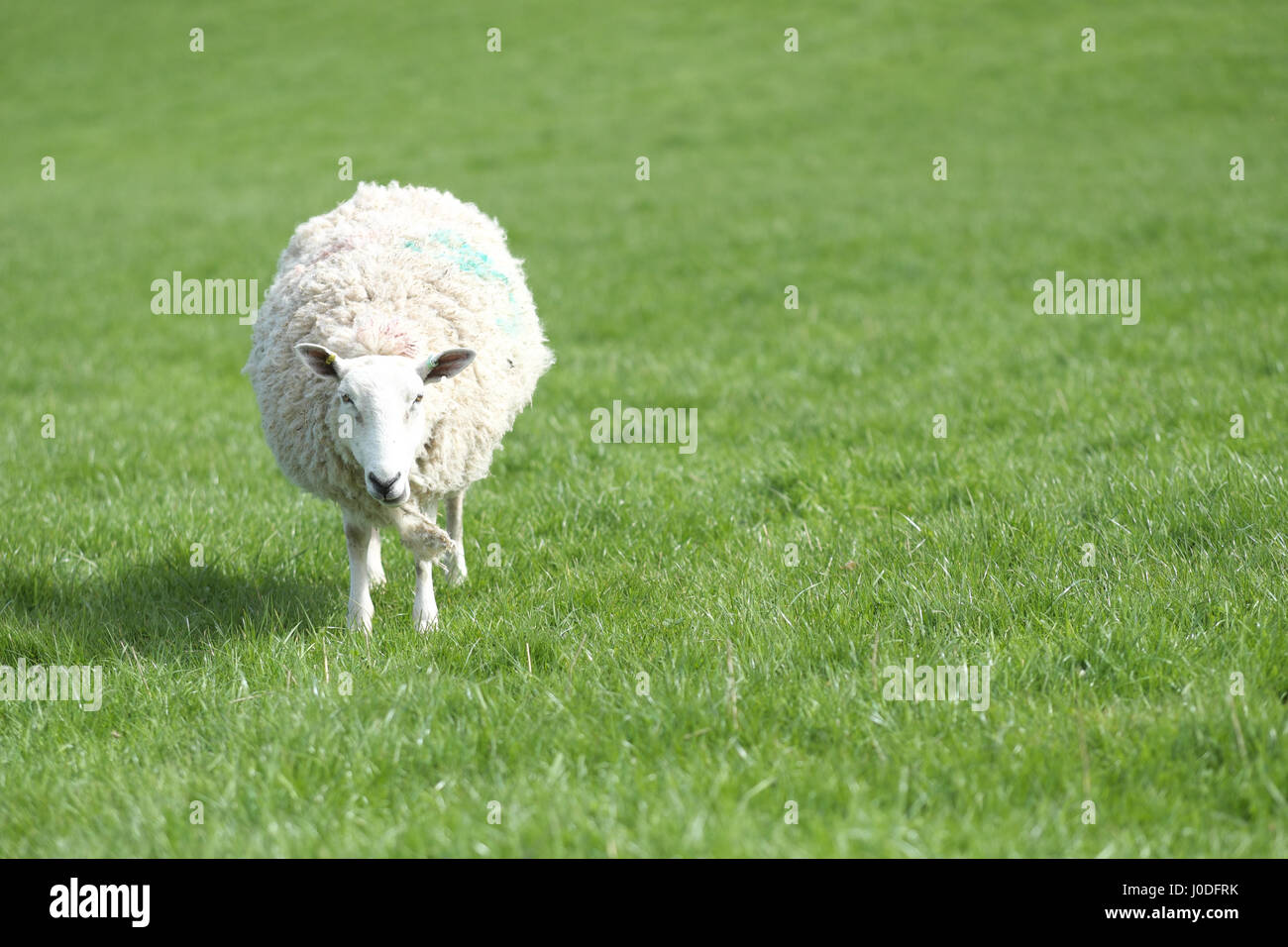 Ewe sheep portrait in lush green grass pasture with copyspace Wales UK ...