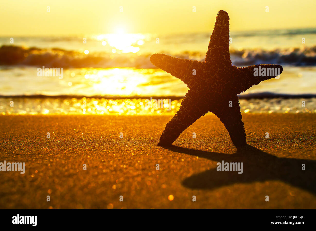 Beautiful beach with sunrise background. Focus on sea starfish. Stock Photo