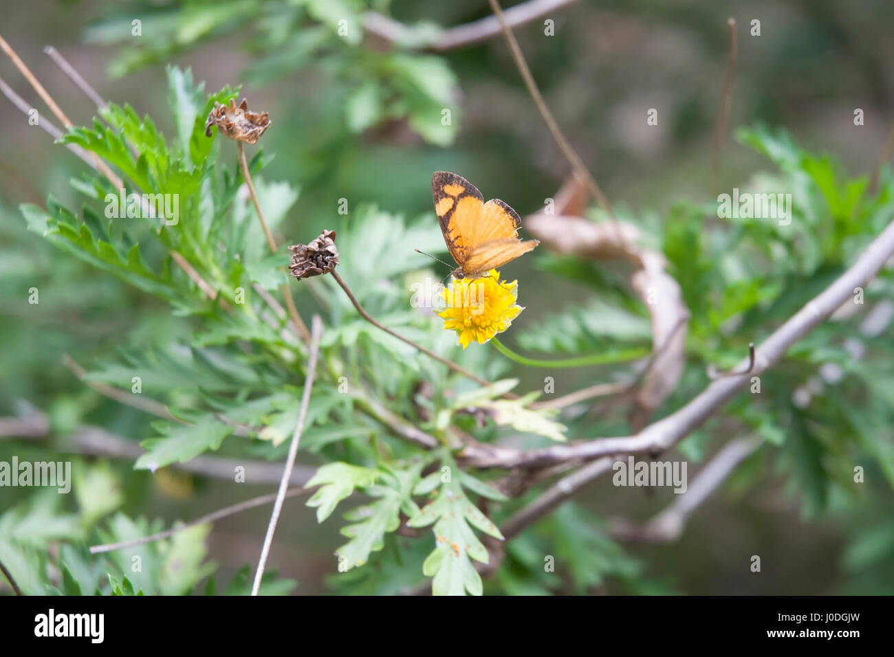 Orange butterfly on acmella decumbens flowers, Buenos Aires, Argentina, South America Stock Photo