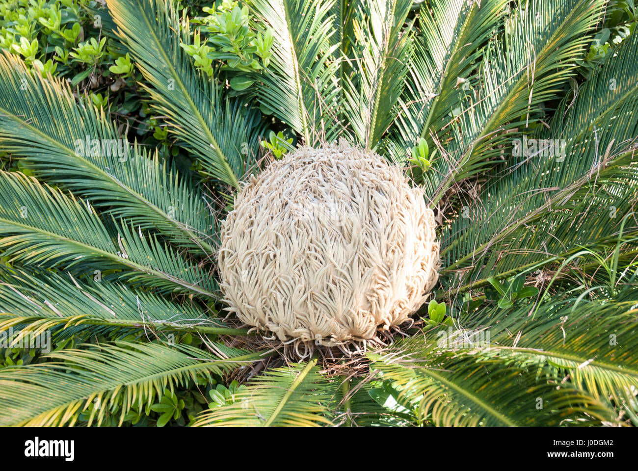 Sago Palm with blossom Cycas revoluta Stock Photo