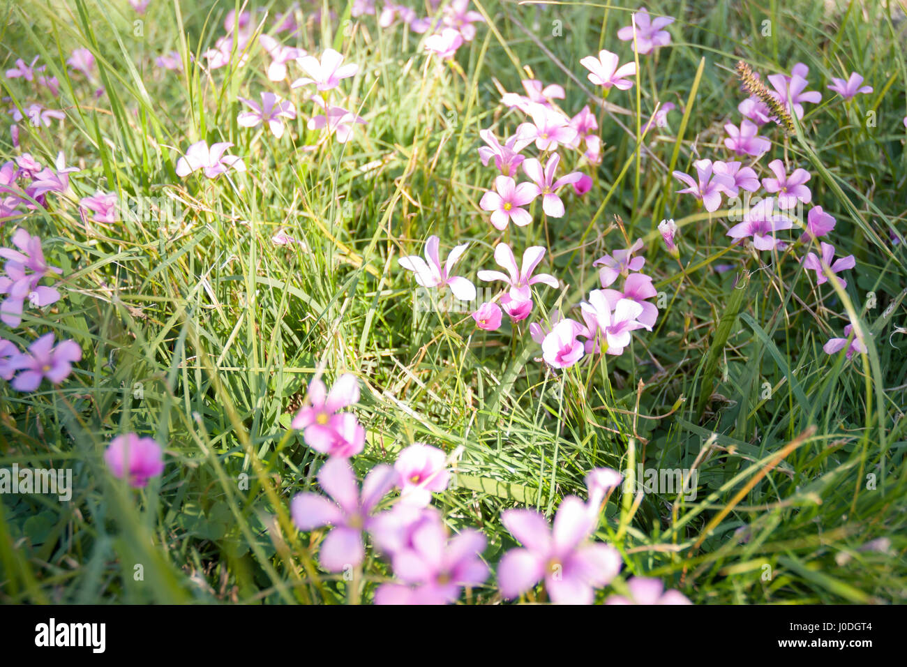 Pink sorrel flower bed, Oxalis articulata Stock Photo