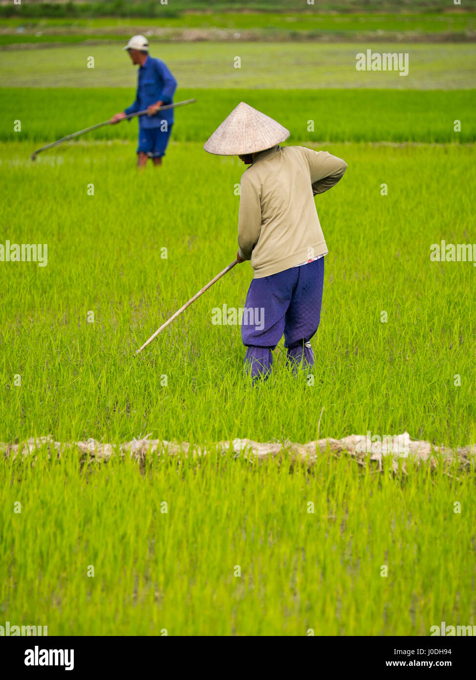 Vertical view of people working in the paddy fields in Vietnam. Stock Photo