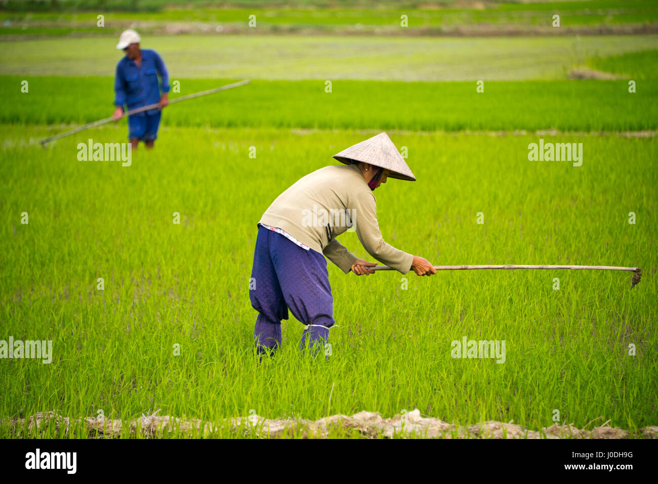 Horizontal view of people working in the paddy fields in Vietnam. Stock Photo