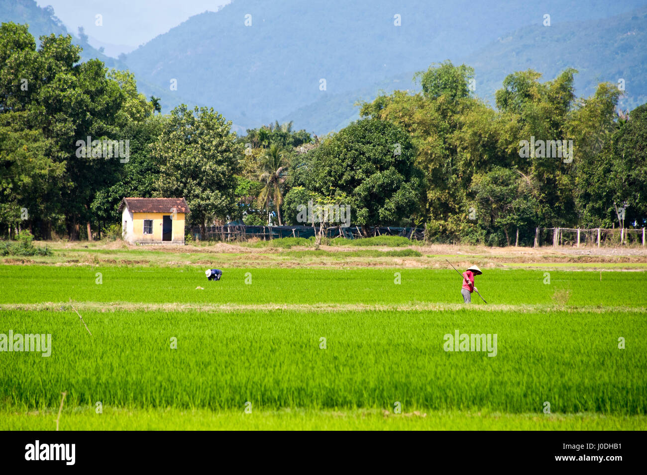 Horizontal view of people working in the paddy fields in Vietnam. Stock Photo