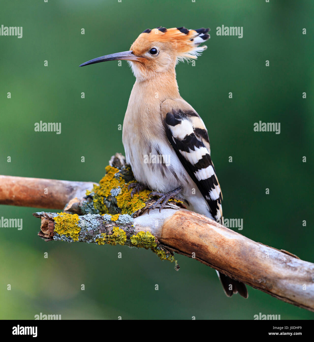 hoopoe bird of King Solomon,exclusive bird Stock Photo - Alamy