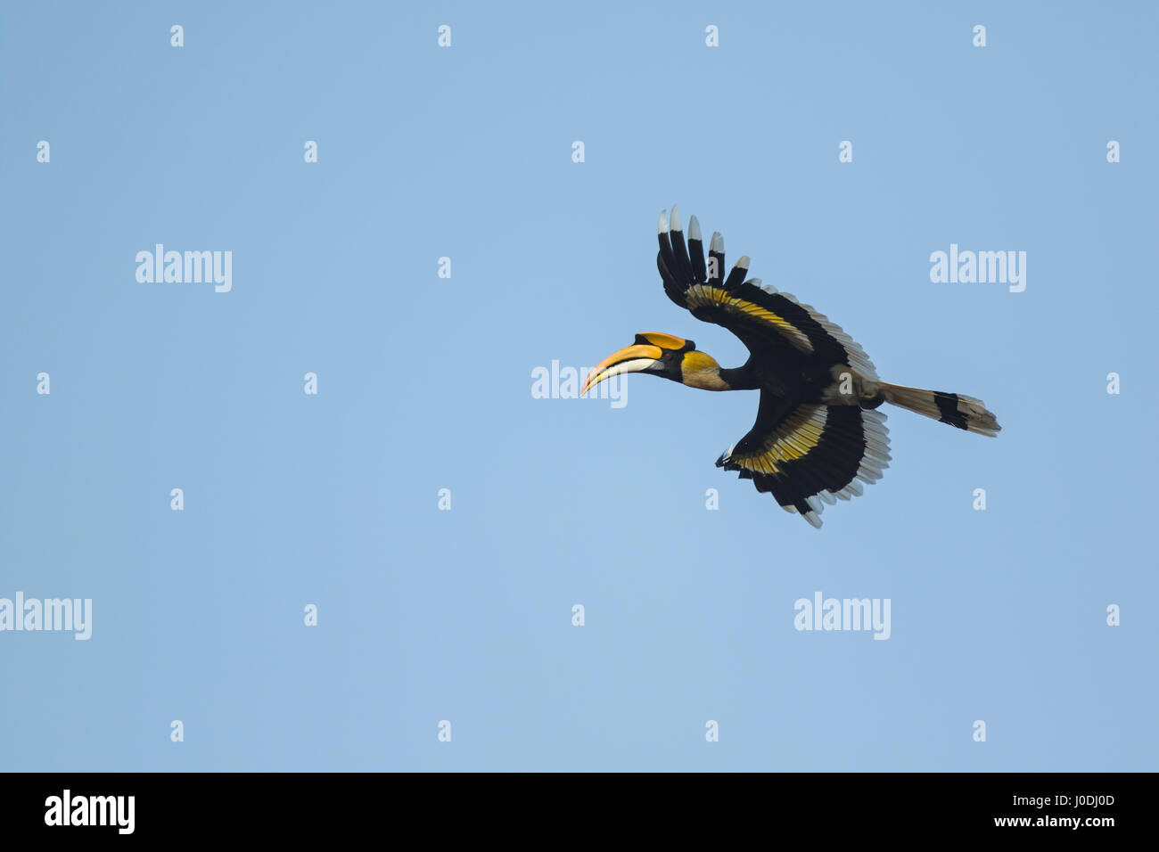 Great Hornbill (Buceros bicornis) in flight, Seima Protected Forest, Mondulkiri Province, Cambodia Stock Photo