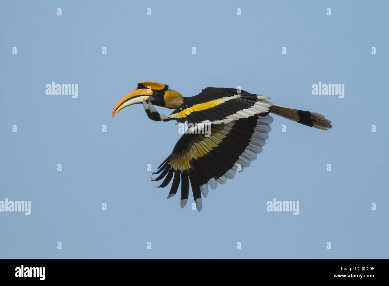 Great Hornbill (Buceros bicornis) in flight, Seima Protected Forest, Mondulkiri Province, Cambodia Stock Photo