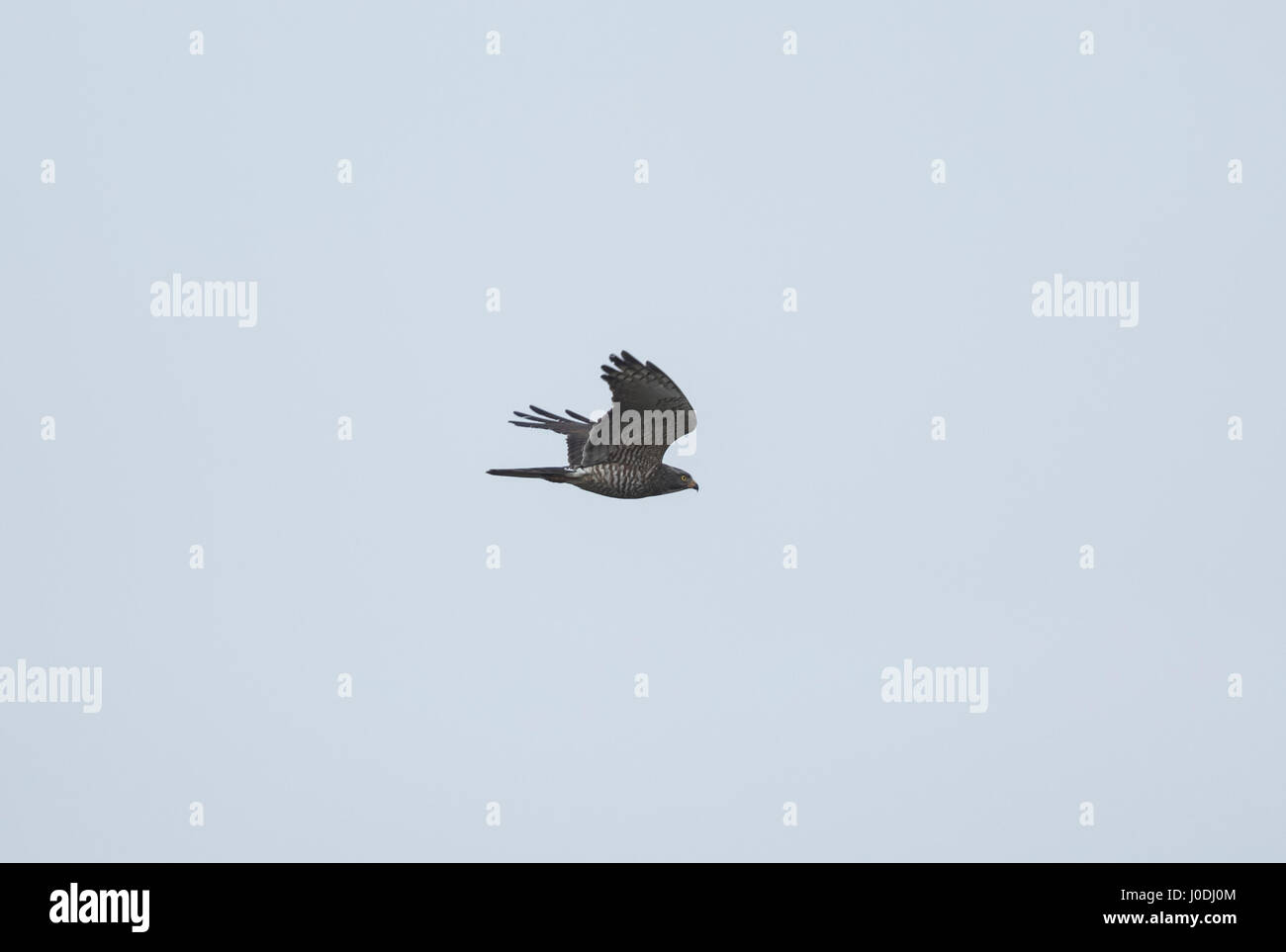 Grey-faced Buzzard (Butastur indicus), Seima Protected Forest ...