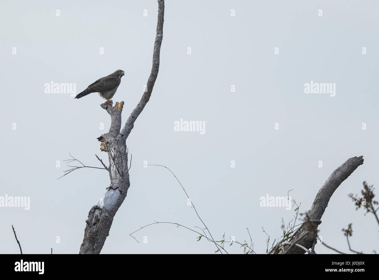 Grey-faced Buzzard (Butastur indicus), Seima Protected Forest ...
