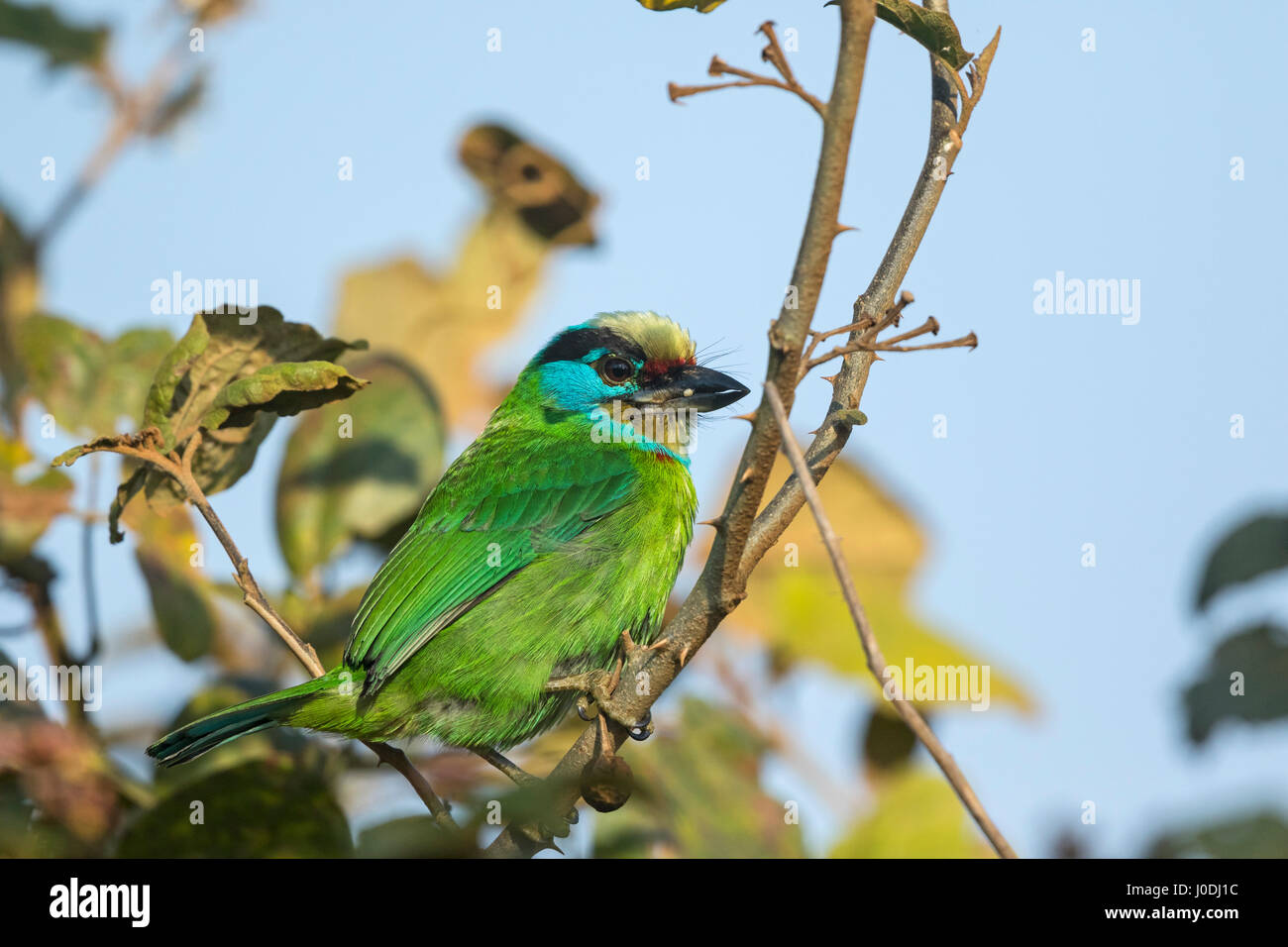 Indochinese Barbet (Psilopogon annamensis) also known as Annam Barbet (Megalaima annamensis), Seima Protected Forest, Mondulkiri Province, Cambodia Stock Photo