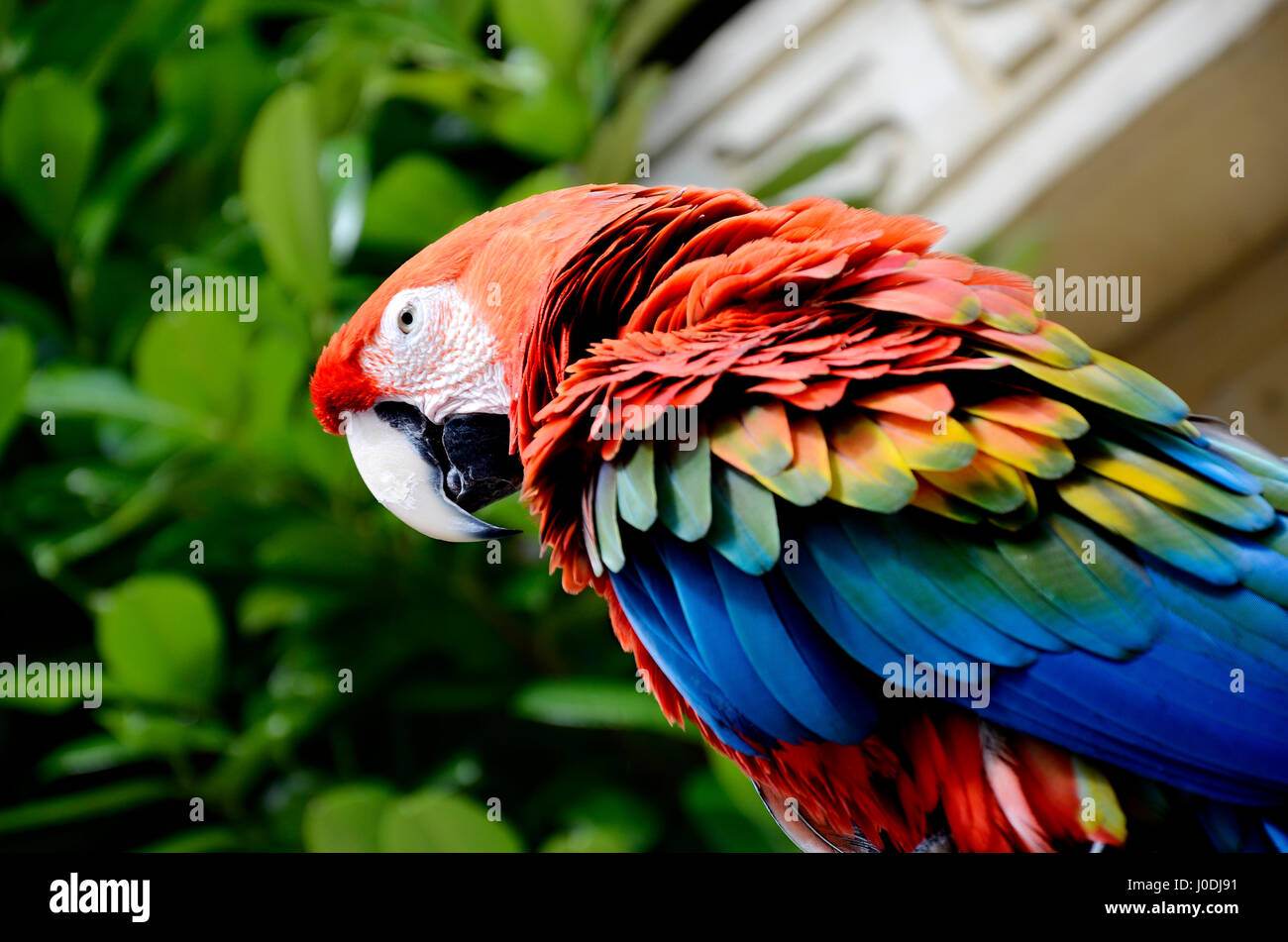 Colourful Macaw - exotic bird Stock Photo