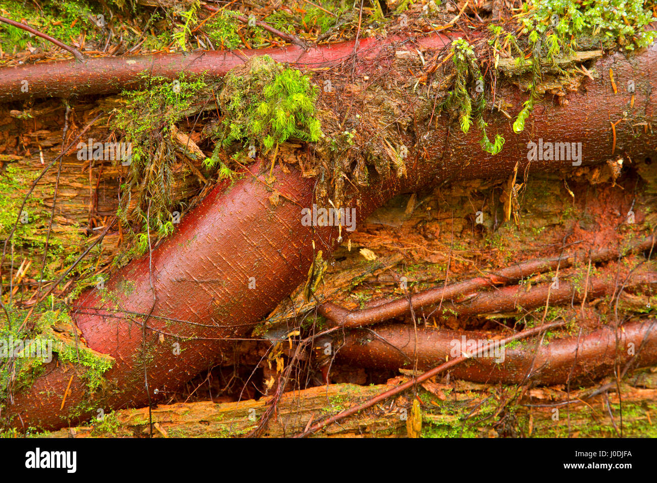 Roots on nurse log along Alsea Falls Trail, Alsea Falls Recreation Site