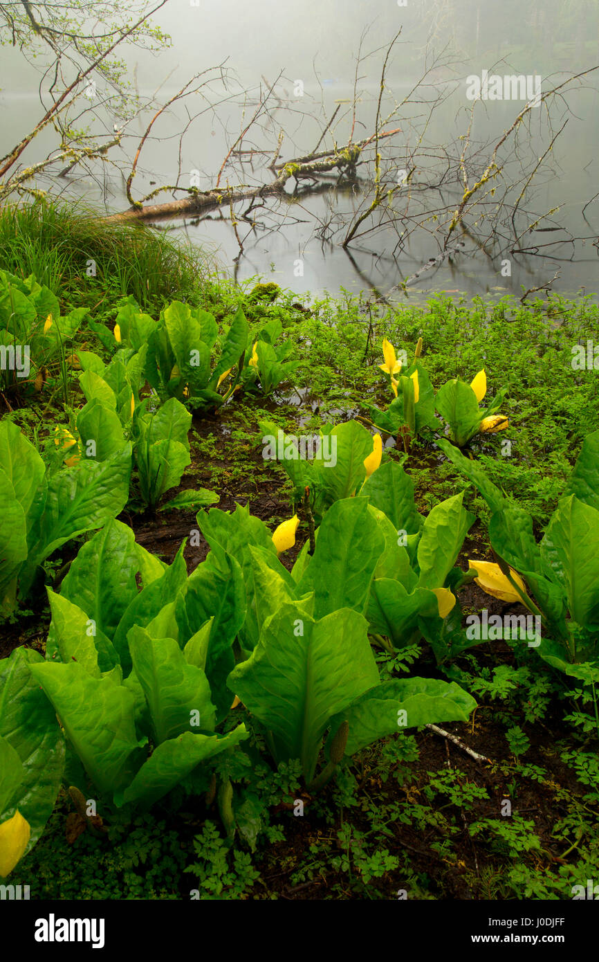 Western skunk cabbage (Lysichiton americanus) at Hebo Lake, Siuslaw