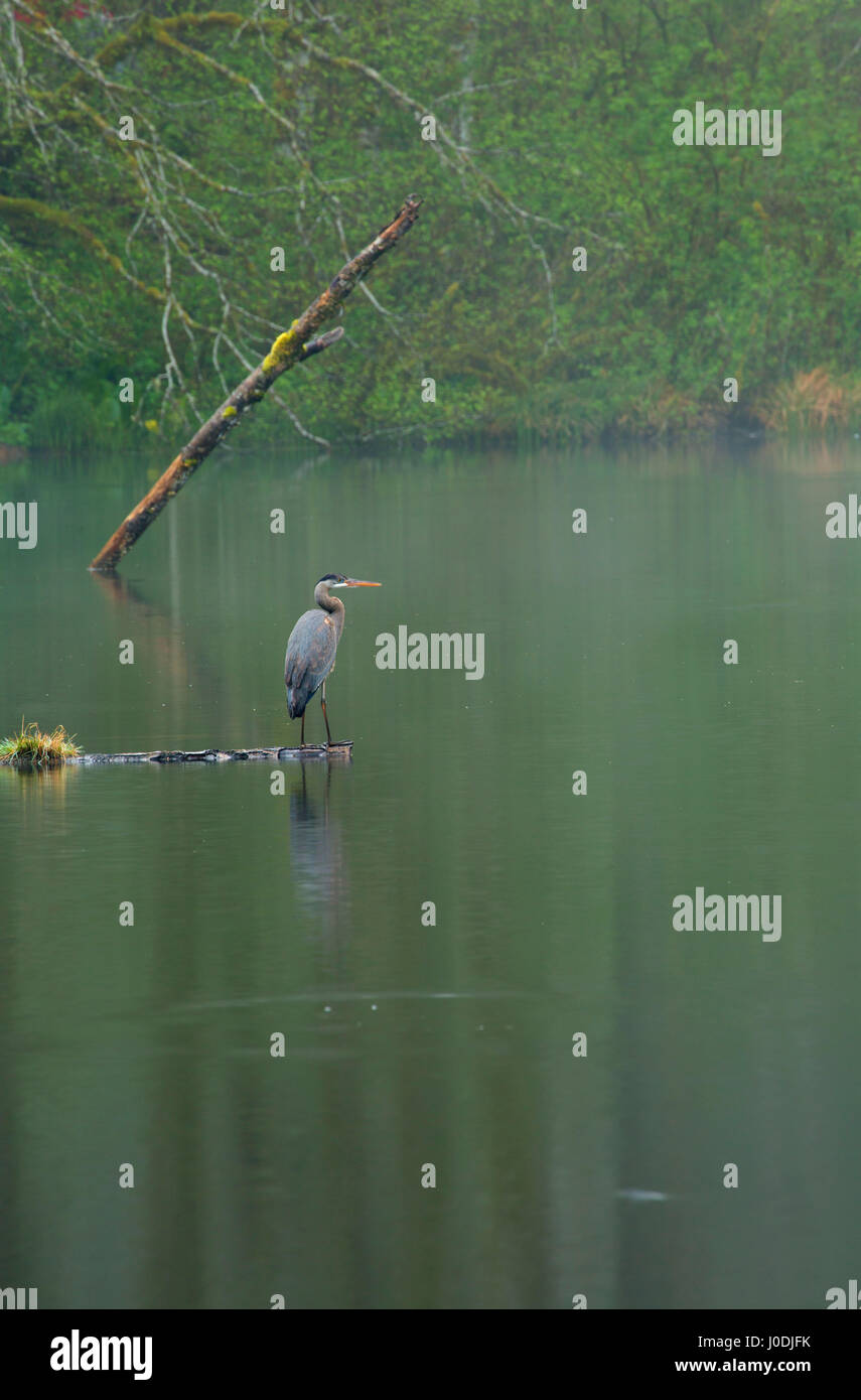 Great blue heron (Ardea herodias) at Hebo Lake in fog, Siuslaw National