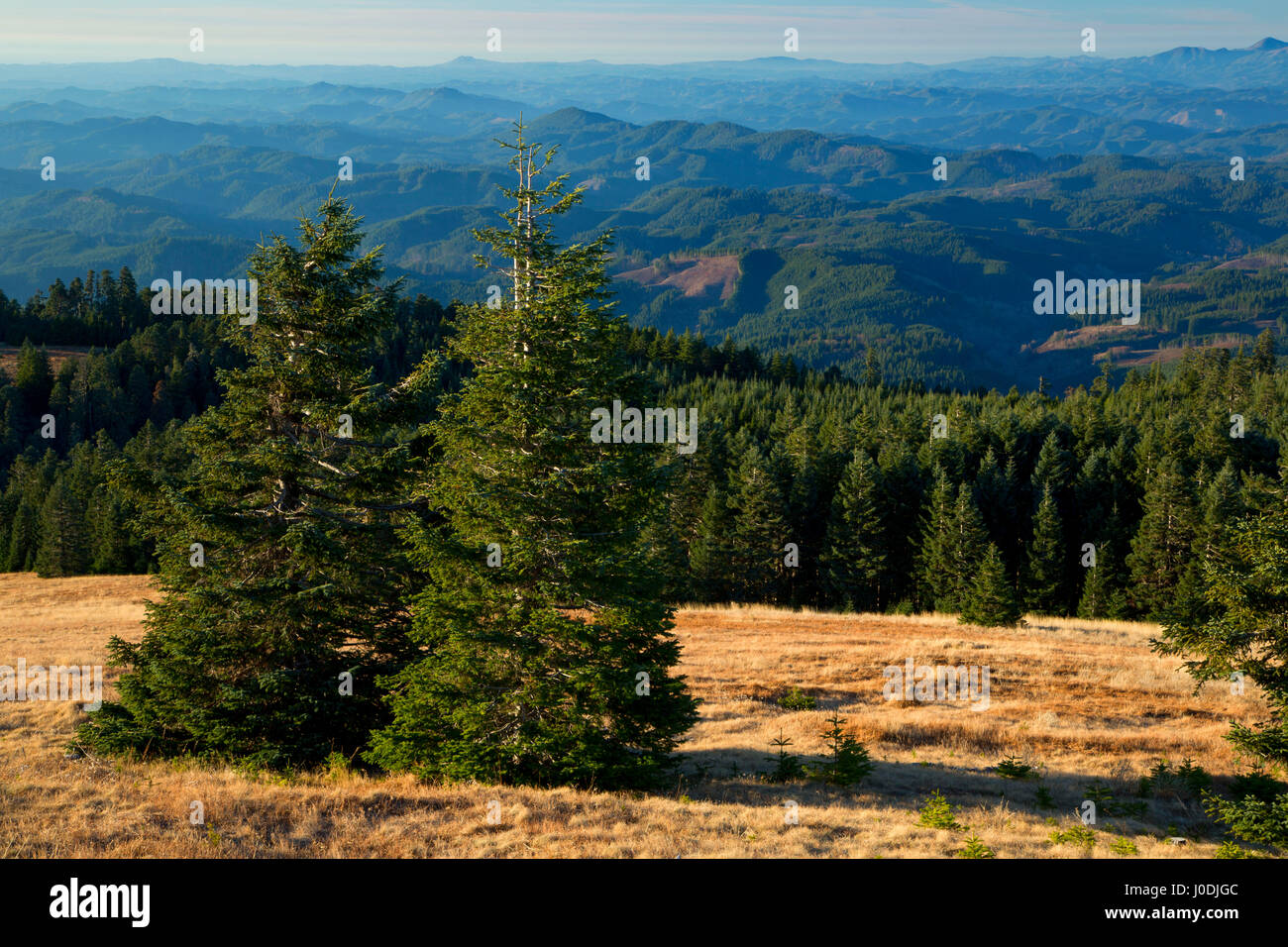 Noble fir (Abies procera) on Marys Peak, Marys Peak Scenic Botanical Area, Siuslaw National Forest, Oregon Stock Photo