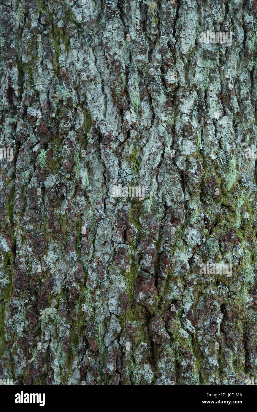 Fir bark hires stock photography and images Alamy