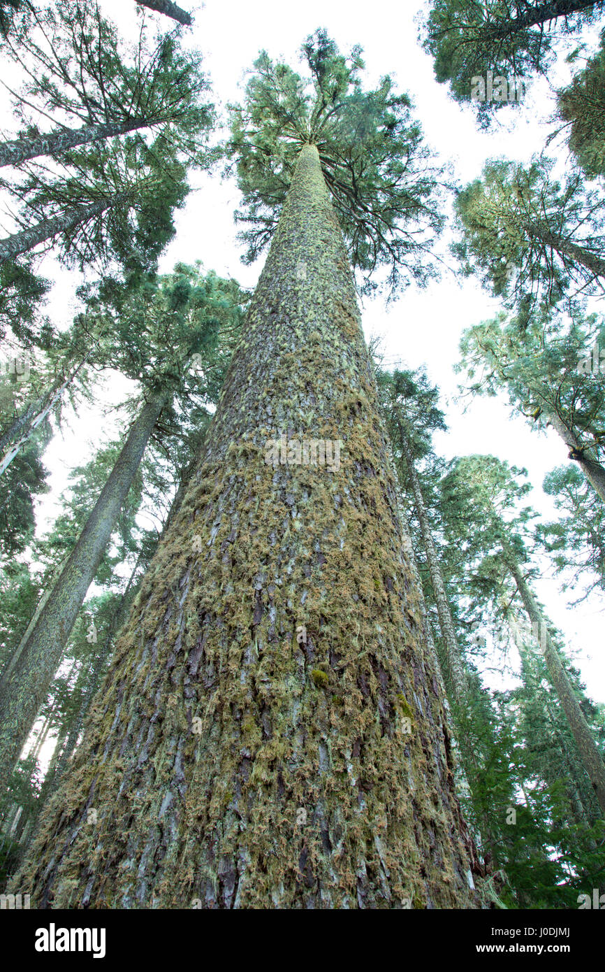 Noble fir hires stock photography and images Alamy