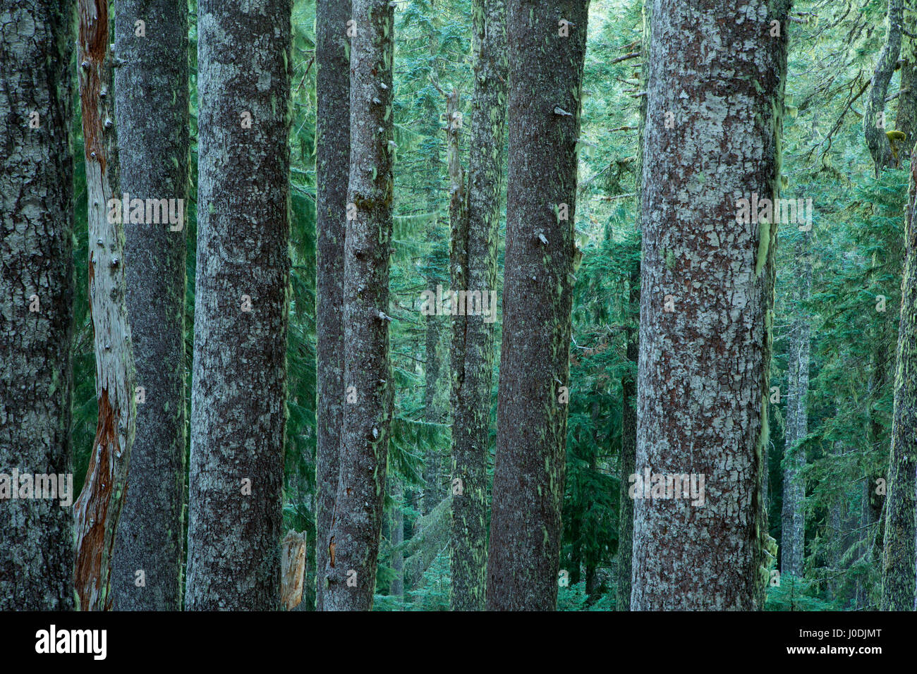 Noble fir forest along Meadowedge Trail, Marys Peak Scenic Botanical Area, Siuslaw National