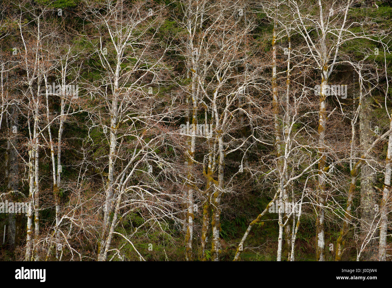 Red alder trunks at Hebo Lake, Siuslaw National Forest, Oregon Stock Photo
