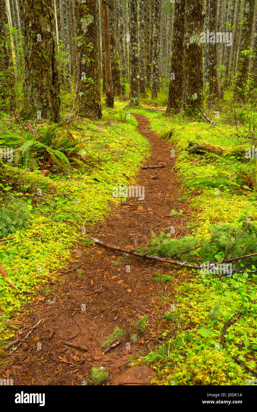 Pioneer Indian Trail, Siuslaw National Forest, Oregon Stock Photo Alamy