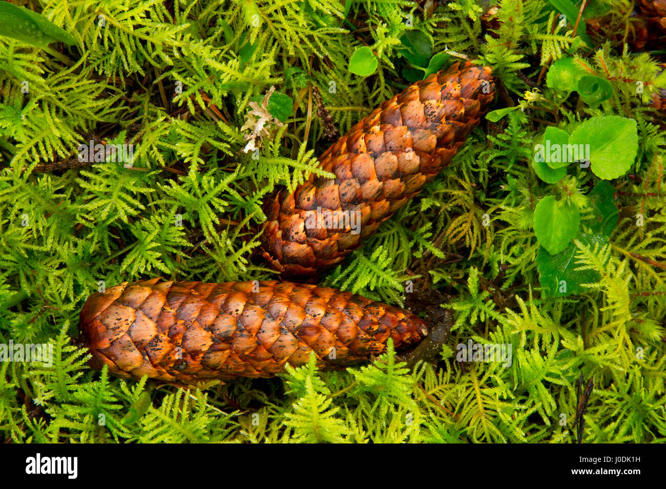 Sitka spruce (Picea sitchensis) cones along Pioneer Indian Trail, Siuslaw National Forest, Oregon Stock Photo