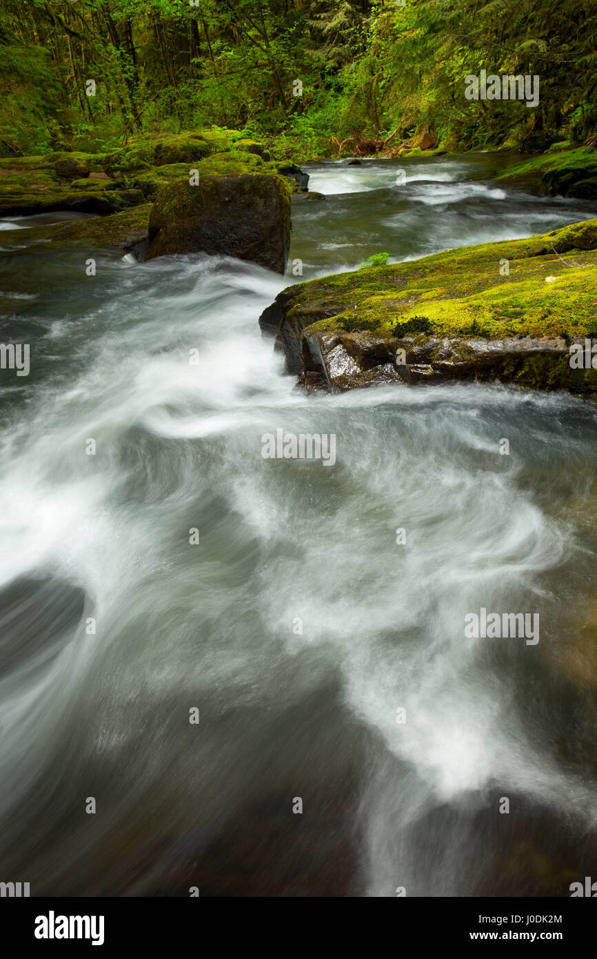 South Fork Alsea River along Alsea Falls Trail, Alsea Falls Recreation