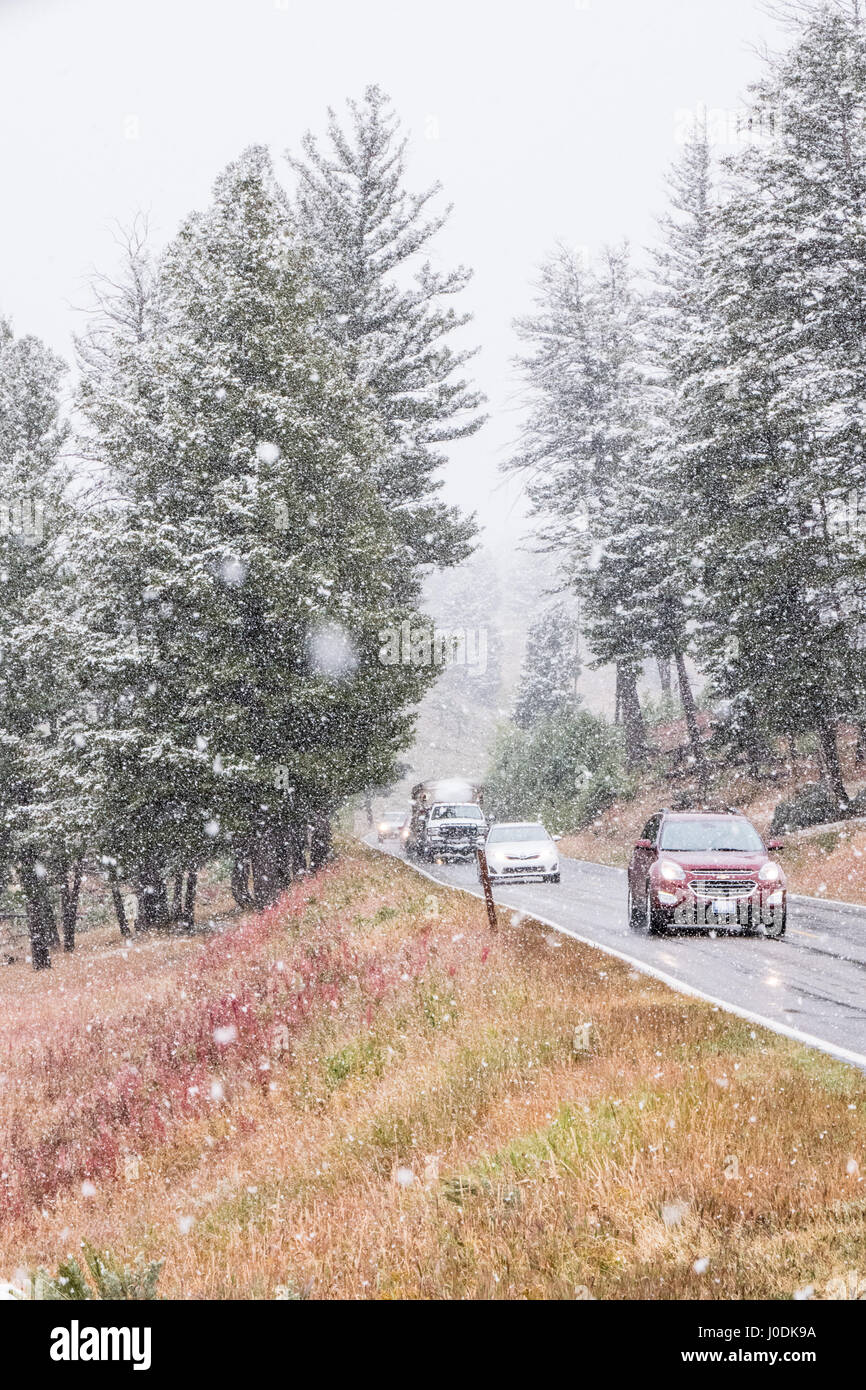 Snowfall on a highway near Blacktail Pond in Yellowstone National Park, Wyoming, USA Stock Photo