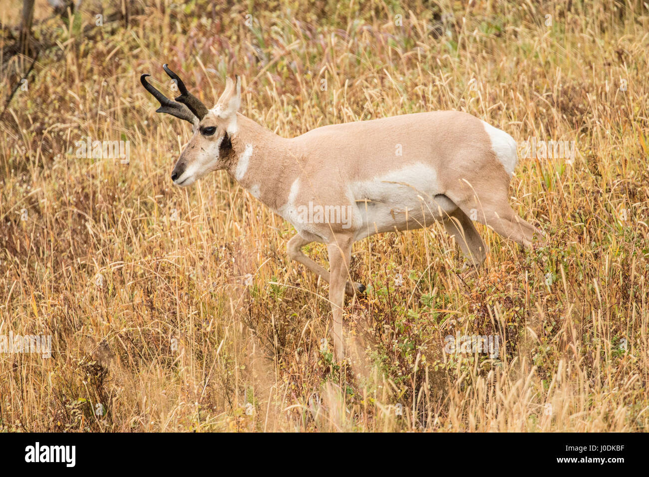 Pronghorn antelope walking in tall grass in Yellowstone National Park, Wyoming, USA Stock Photo