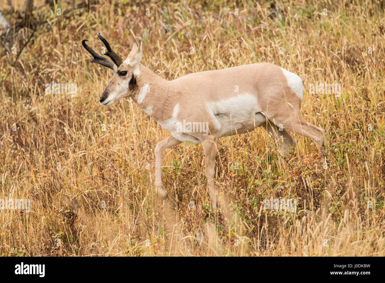 Pronghorn antelope walking in tall grass in Yellowstone National Park, Wyoming, USA Stock Photo