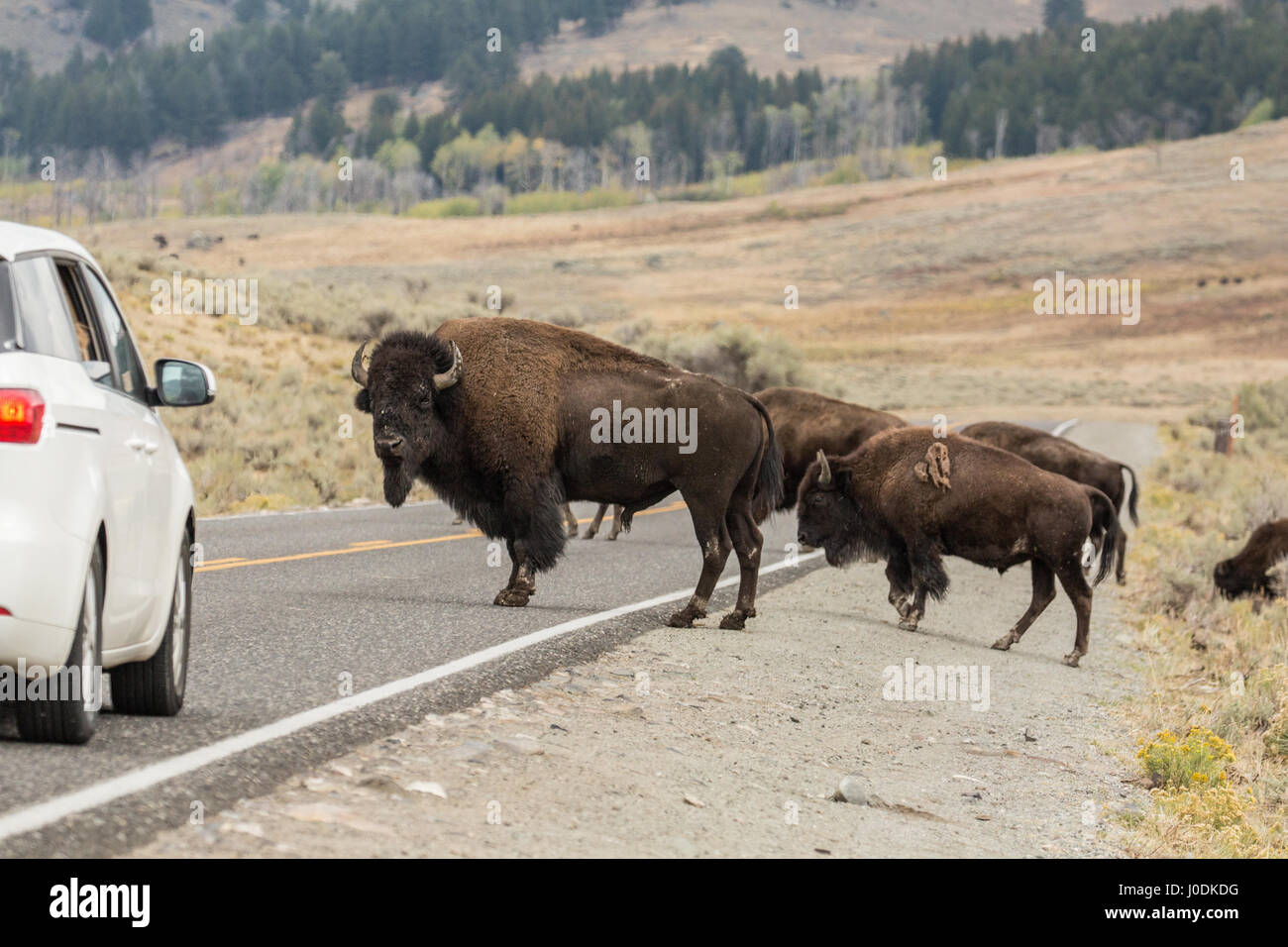 Large male American Bison blocking cars from moving on the highway, so the herd can cross the highway safely, in Yellowstone National Park, Wyoming, U Stock Photo
