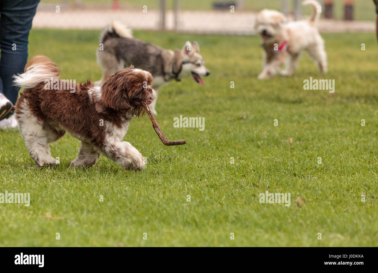 Lhasa apso sale husky mix