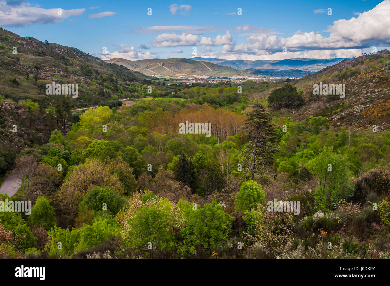Forest landscape with blue sky and clouds Stock Photo - Alamy