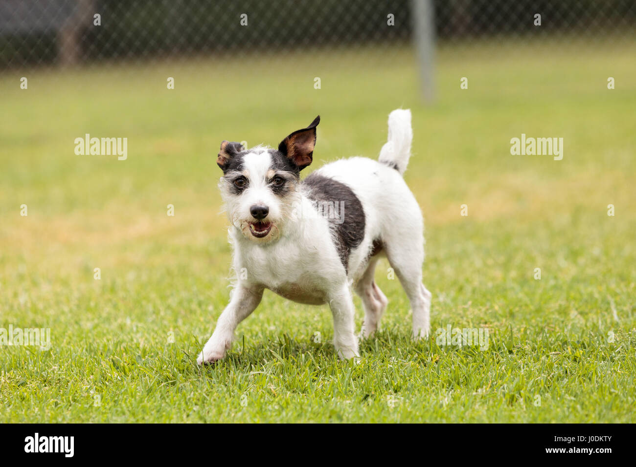 Terrier dog mix plays in a dog park in summer. Stock Photo