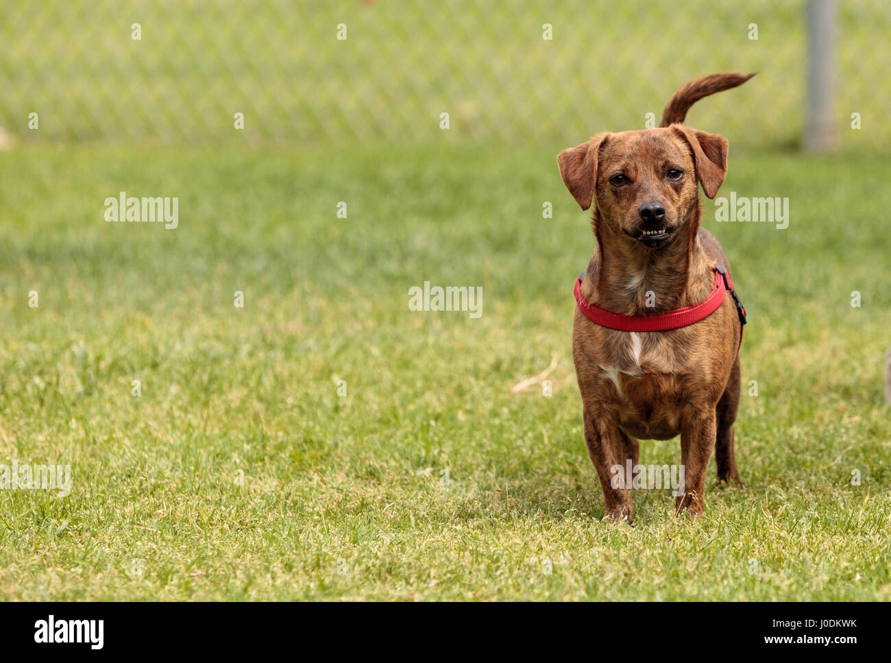 Terrier dog mix plays in a dog park in summer. Stock Photo