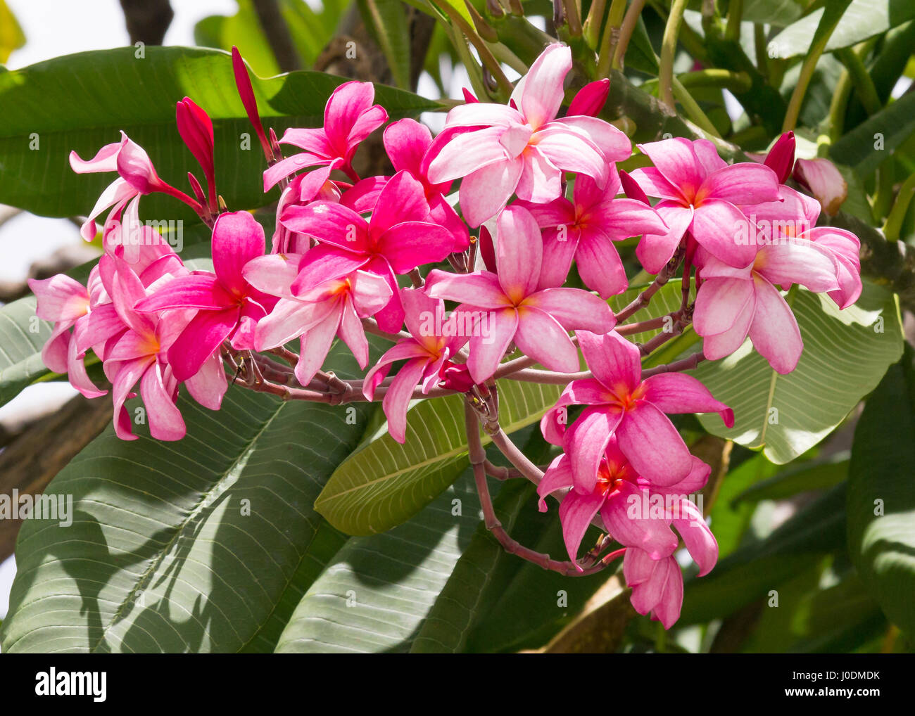 Plumeria shrub tree hires stock photography and images Alamy