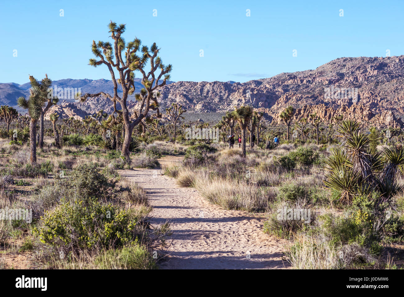 Desert landscape and Joshua Trees on the Boy Scout Trail.  Joshua Tree National Park, California, USA. Stock Photo